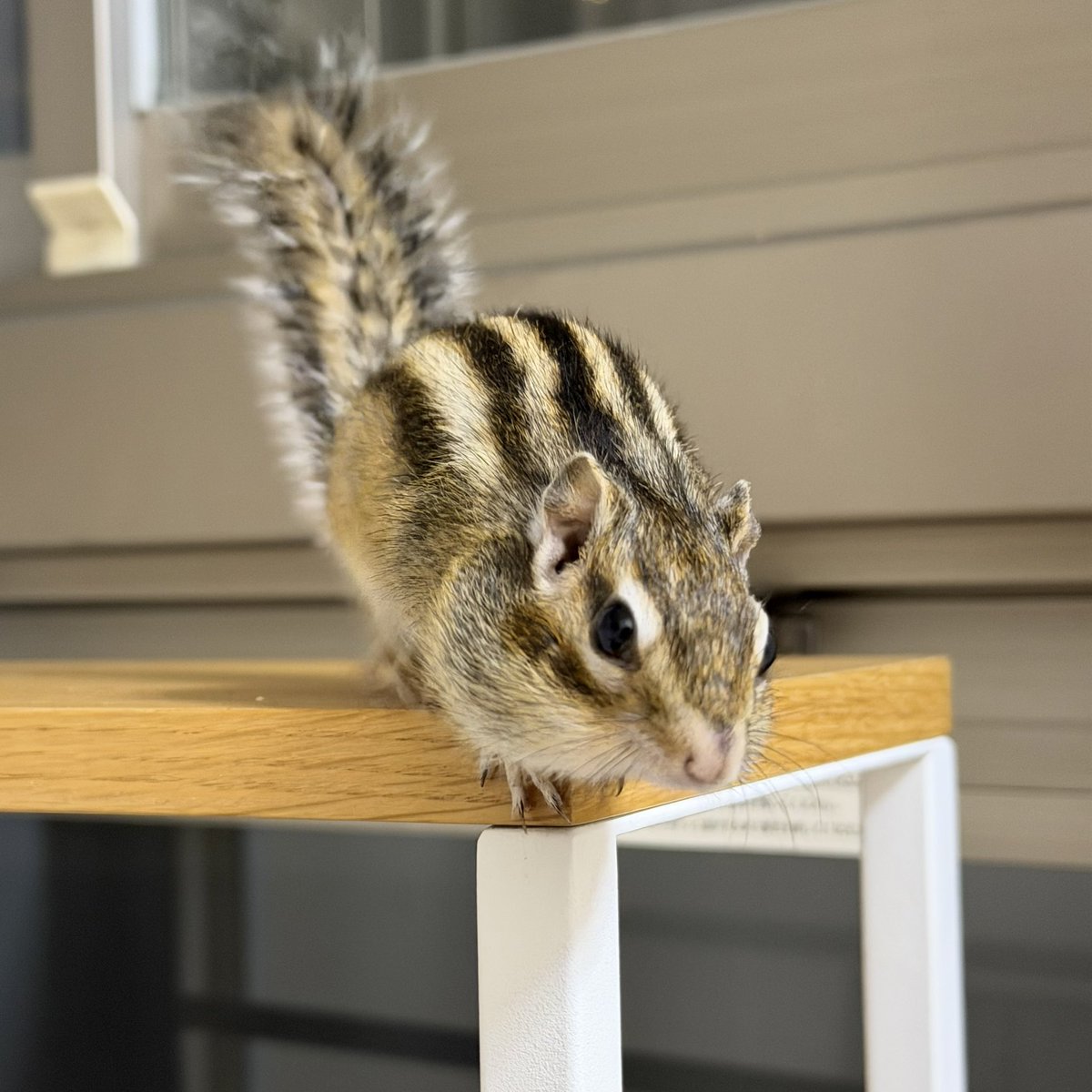 ダグラス🍞🟢 tweet media