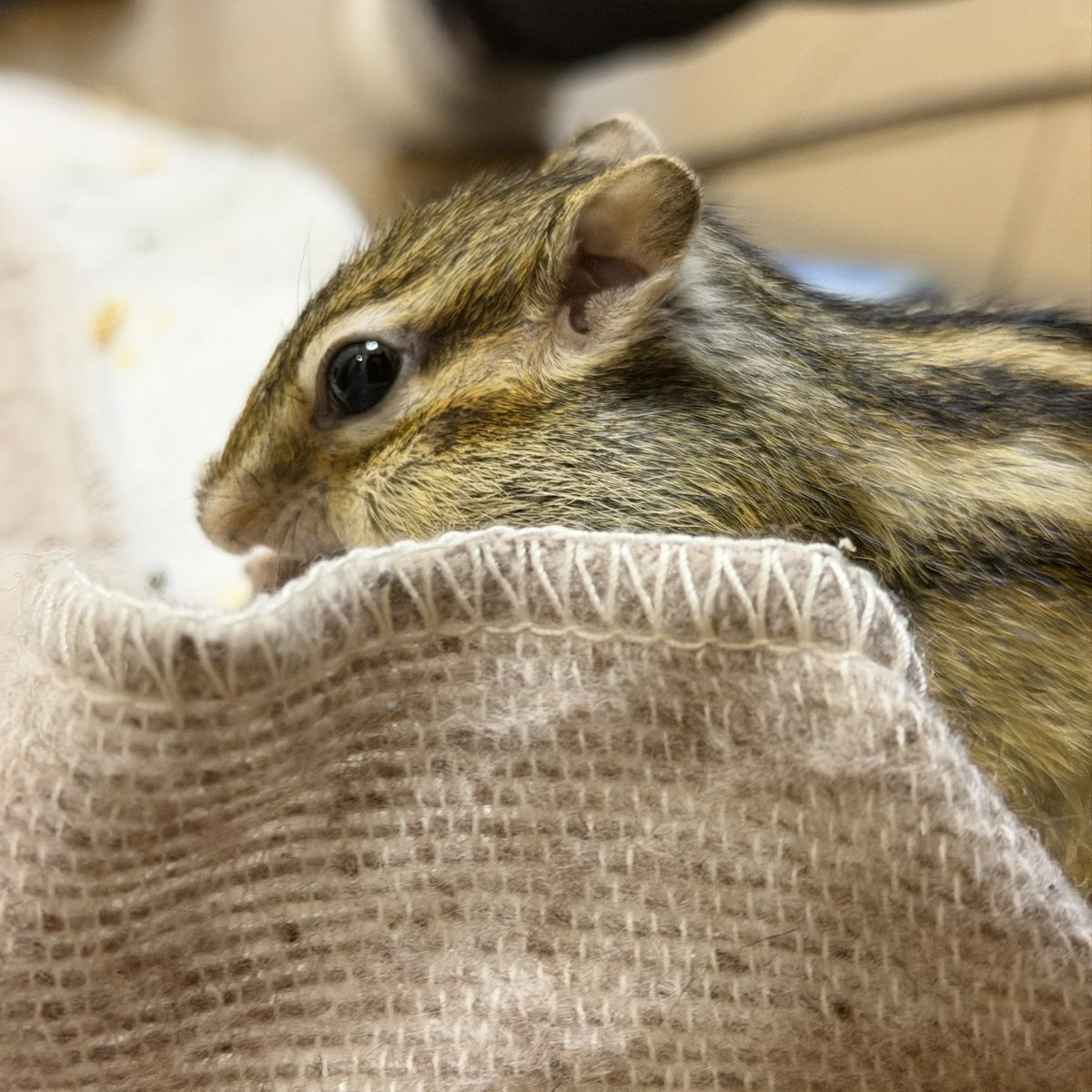 ダグラス🍞🟢 tweet media