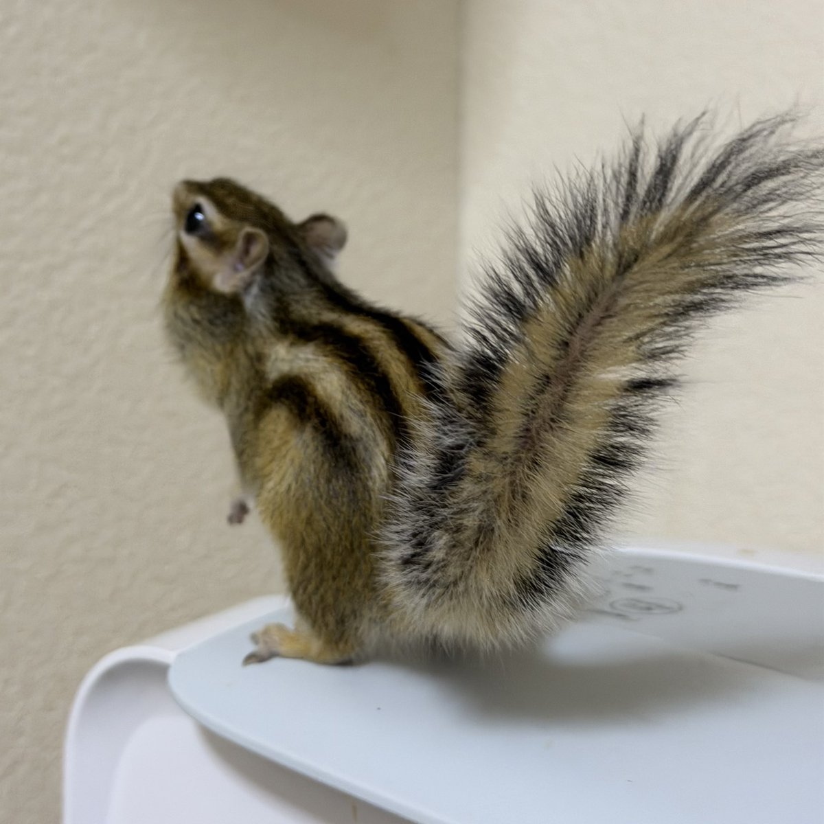 ダグラス🍞🟢 tweet media