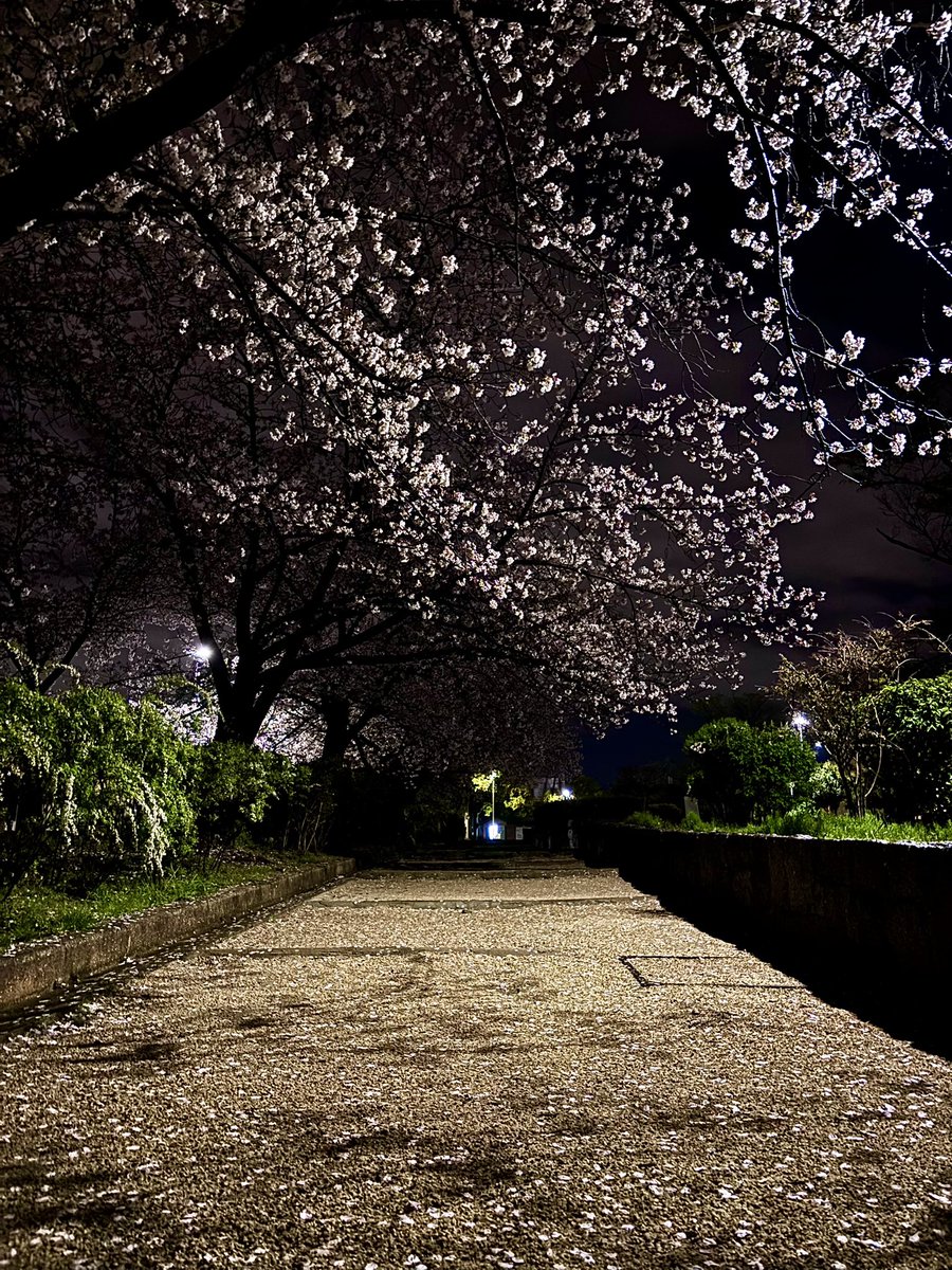 ホワイトムーン tweet media