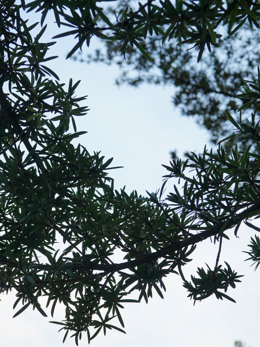 Constance Knesal tweet media