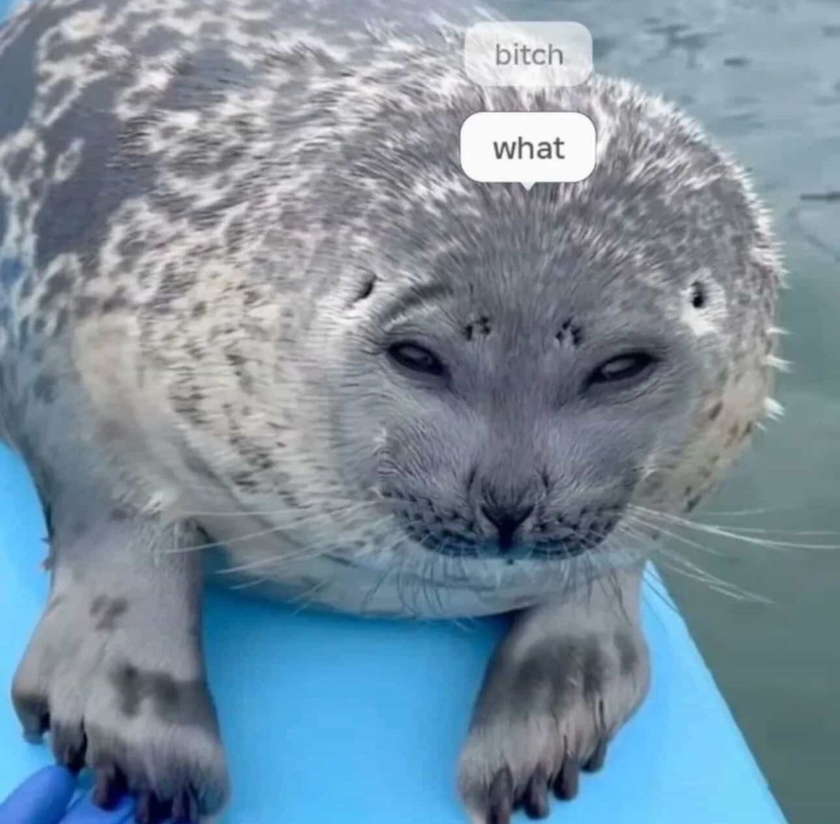 ✧*̥˚seal of shedtwt *̥˚✧ tweet media