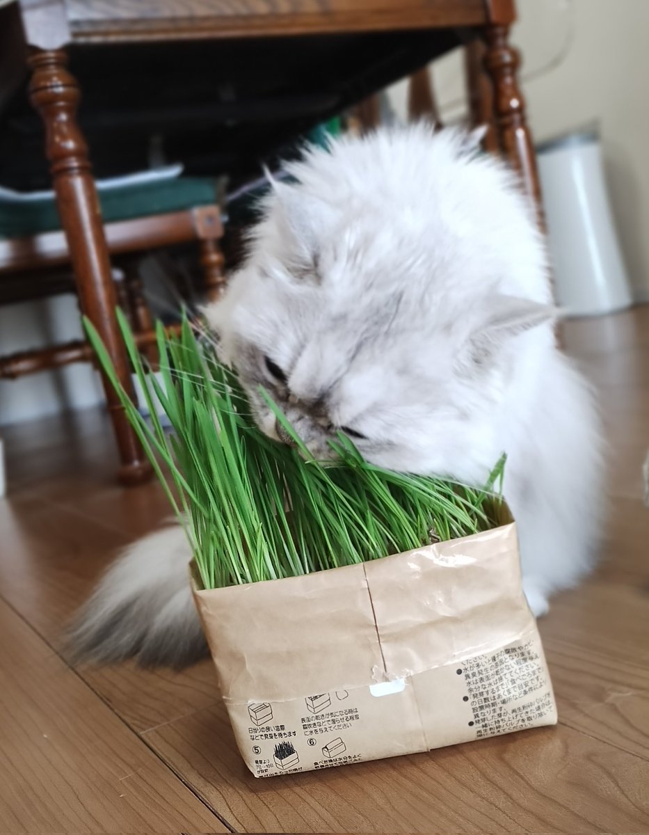 nyanbashira0219's tweet photo. ねこ草うまうま(ΦωΦ)❤️✨️
→ﾏﾀﾞﾃﾞﾁｶ…(=^・・^=)
#ミヌエット 
#多頭飼い
#ねこのいるくらし 
#猫がいる幸せ https://t.co/Cs8cu98mIw