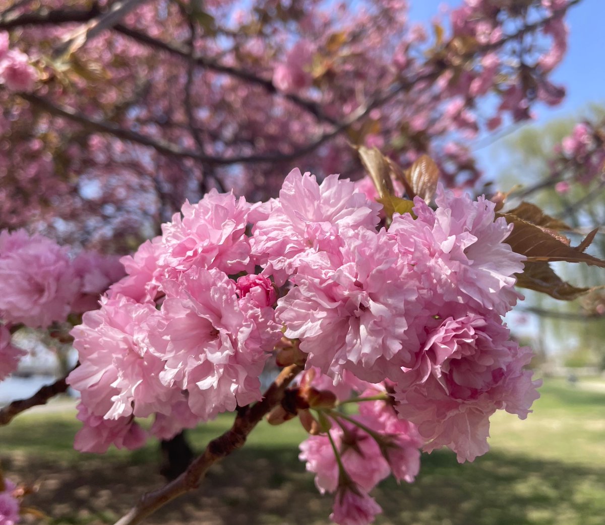 NationalMallNPS's tweet photo. If you're coming down to the National Mall this weekend to see the last of the Yoshino cherry blossoms or the first of the Kwanzan cherry blossoms or just to take a nice stroll by the Tidal Basin, don't forget to stop by the BloomFest Welcome Area by the Jefferson Memorial. Check out the program schedule: https://t.co/hhFw6dEEgX
🌸🌸 🌸 #CherryBlossom #WashingtonDC