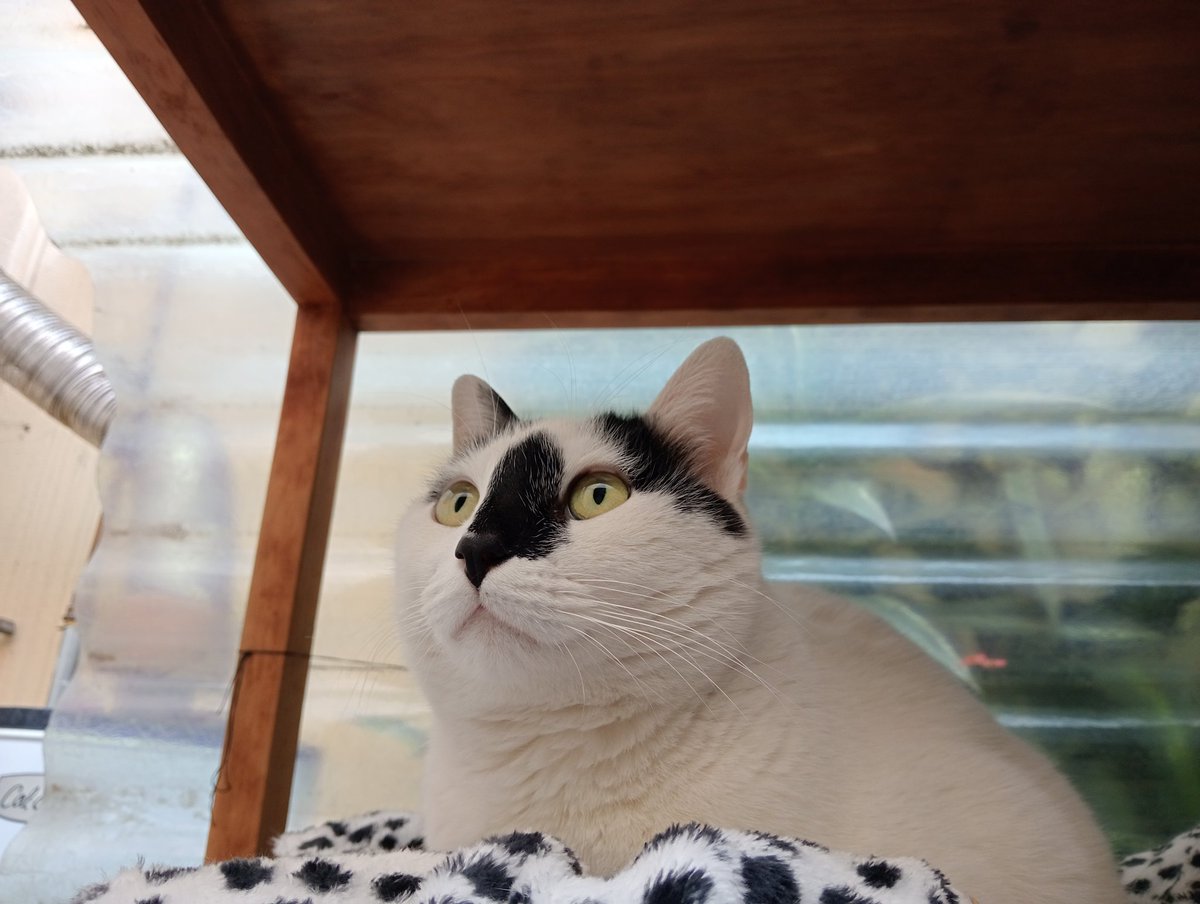 Pandita ʕ⁠´⁠•⁠ᴥ⁠•⁠`⁠ʔ PoohPavel Mx 🇲🇽 tweet media