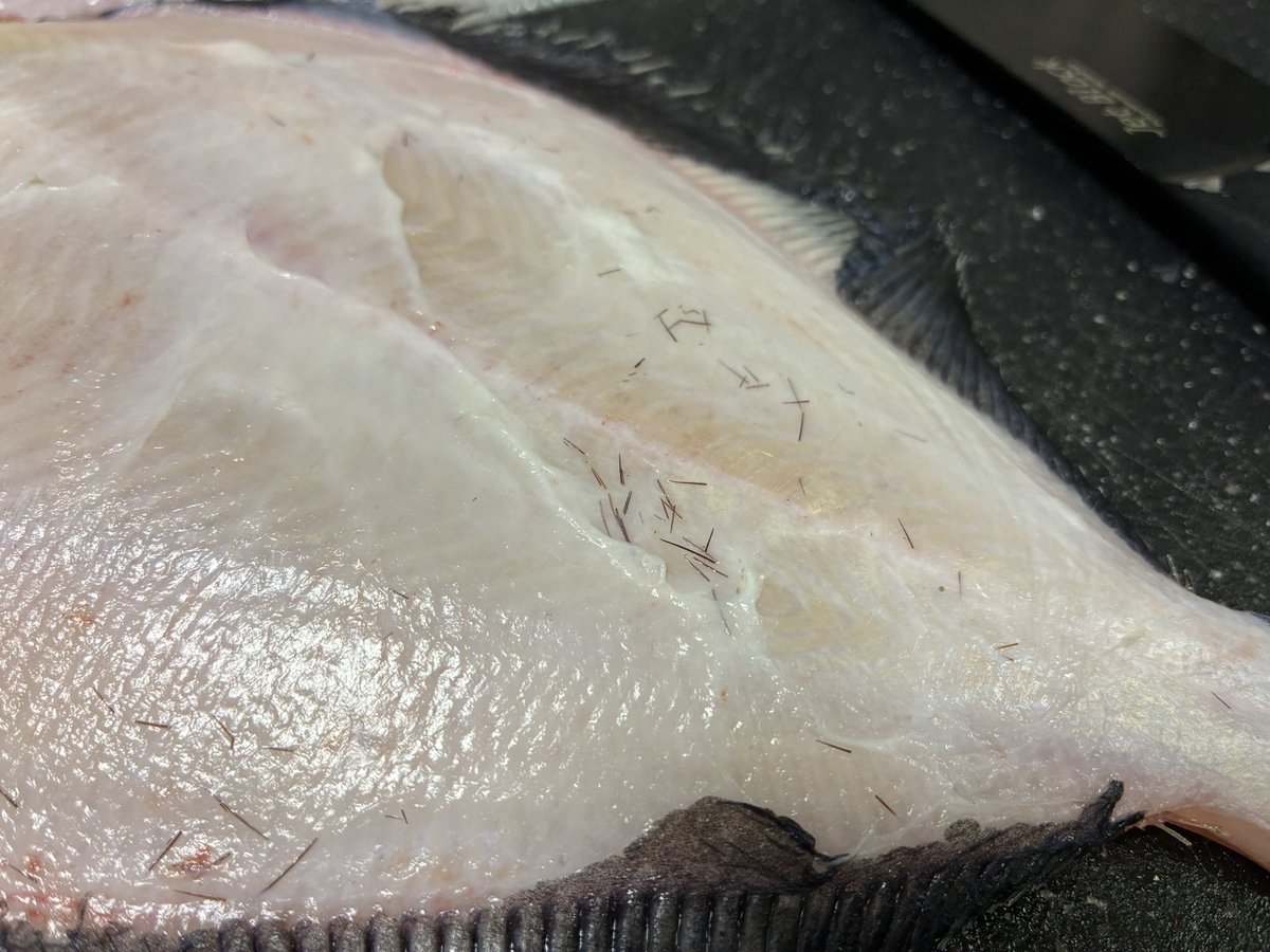 死滅淡水魚 tweet media