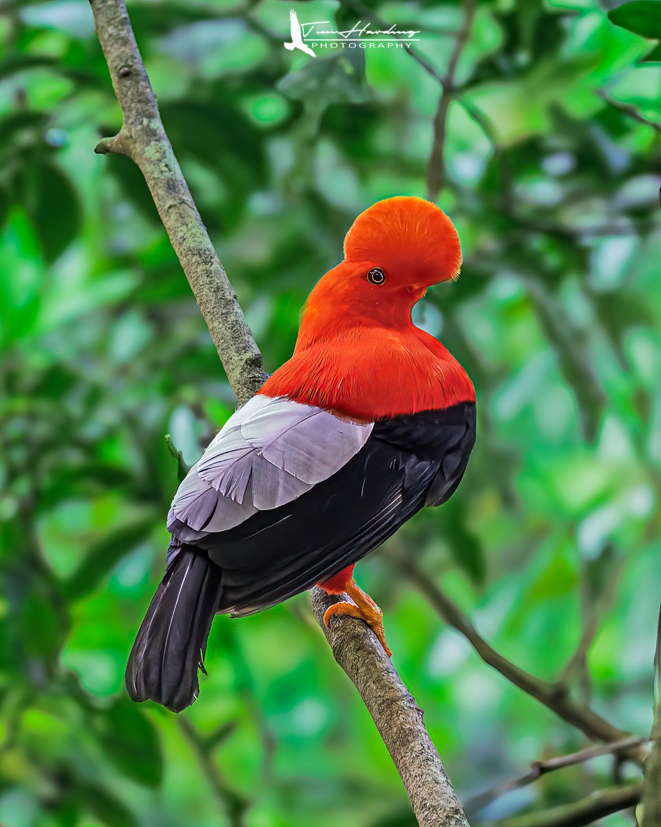 Closing the expedition with an Andean icon! 🎭🇨🇴 The male Cock-of-the-Rock is a master of the lek, using that scarlet crest and deep black-and-grey plumage to command the forest. One of the strangest, boldest silhouettes in nature. 

#BirdPhotography #Colombia #Andes