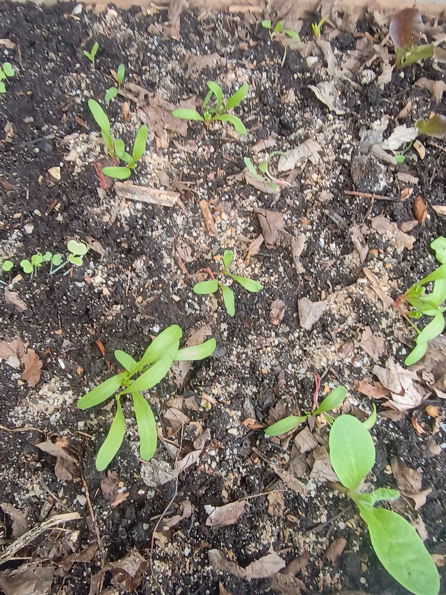 SmokerJoe tweet media