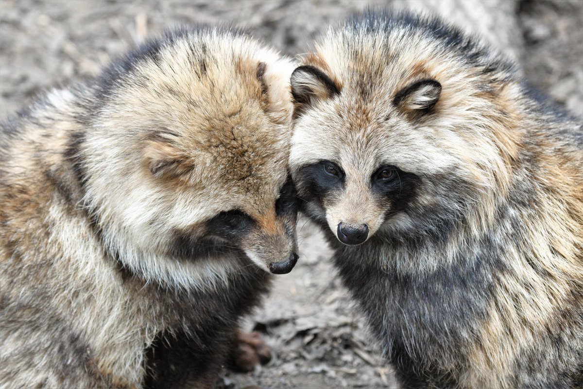 空白寺 tweet media