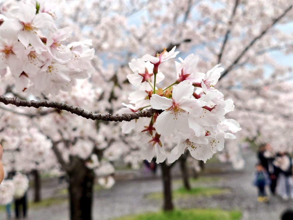 石川舜一郎 tweet media