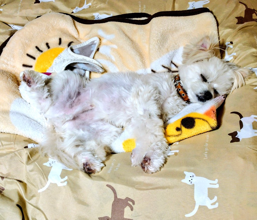 マルポメン蓮 tweet media