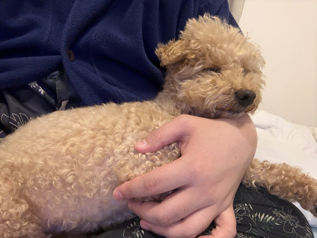 Rau_717's tweet photo. おやすみなさい🐶🐾 https://t.co/zORoBaWt4d