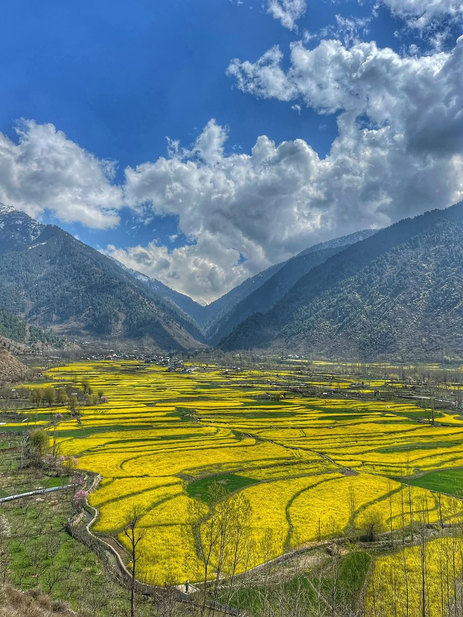 SheikhShah16043's tweet photo. A beautiful photograph captured from the mountains of Sofigund, Tral, showcasing the stunning mustard fields of Lam Tral.
#TejRan #bbvipal5 #paobc #Iran #IranWar #Varanasi https://t.co/WtAAFHz0s7