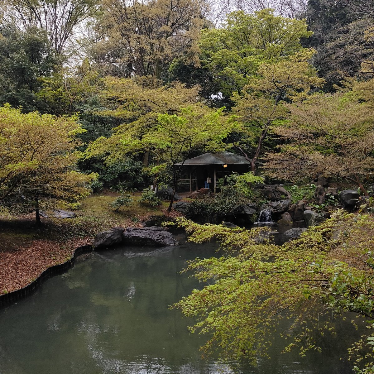 U33Cx's tweet photo. 初少人数で庭園を散歩したぞ!!
雨で心配だったが、どうにか散歩中は曇りで良かった☺️

また散歩したいね!

#じょう散歩 https://t.co/LCMTMNdaID