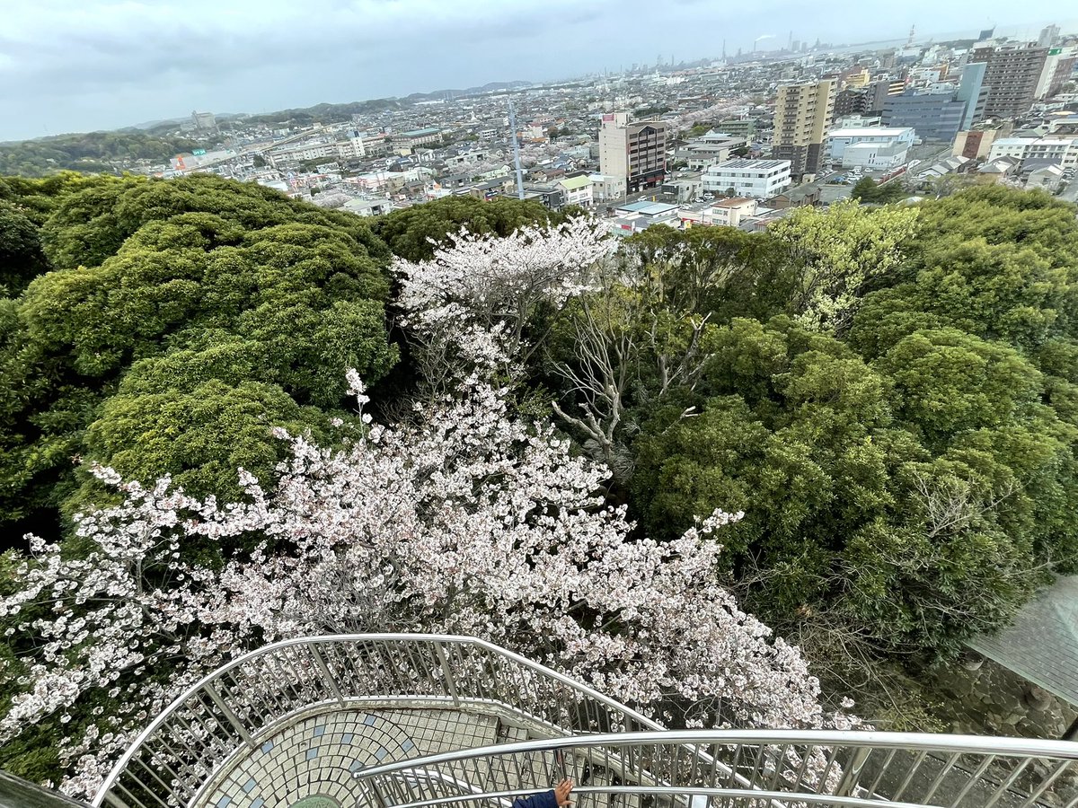 chibi_103's tweet photo. 木更津での花見は矢那川がいいと知り行ってみました。観光客らしい方はおらずまさに地元の方が普段からきているような場所でした。きみさらずタワーからは桜は勿論、東京湾やアクアラインが見える絶好のポイントです。ただし強風時はタワー自体が揺れます🫨 https://t.co/91oRDDpVr8