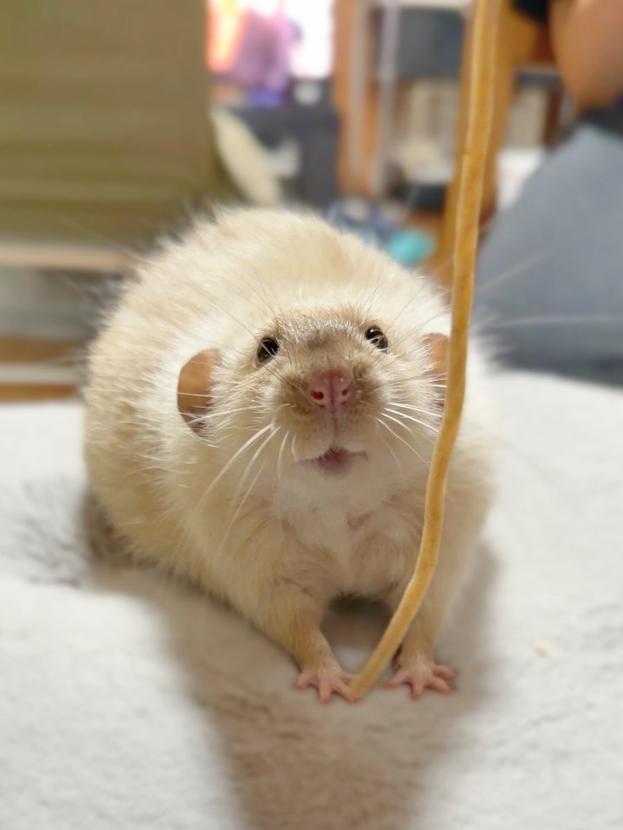 きなこ@針村🦔 tweet media