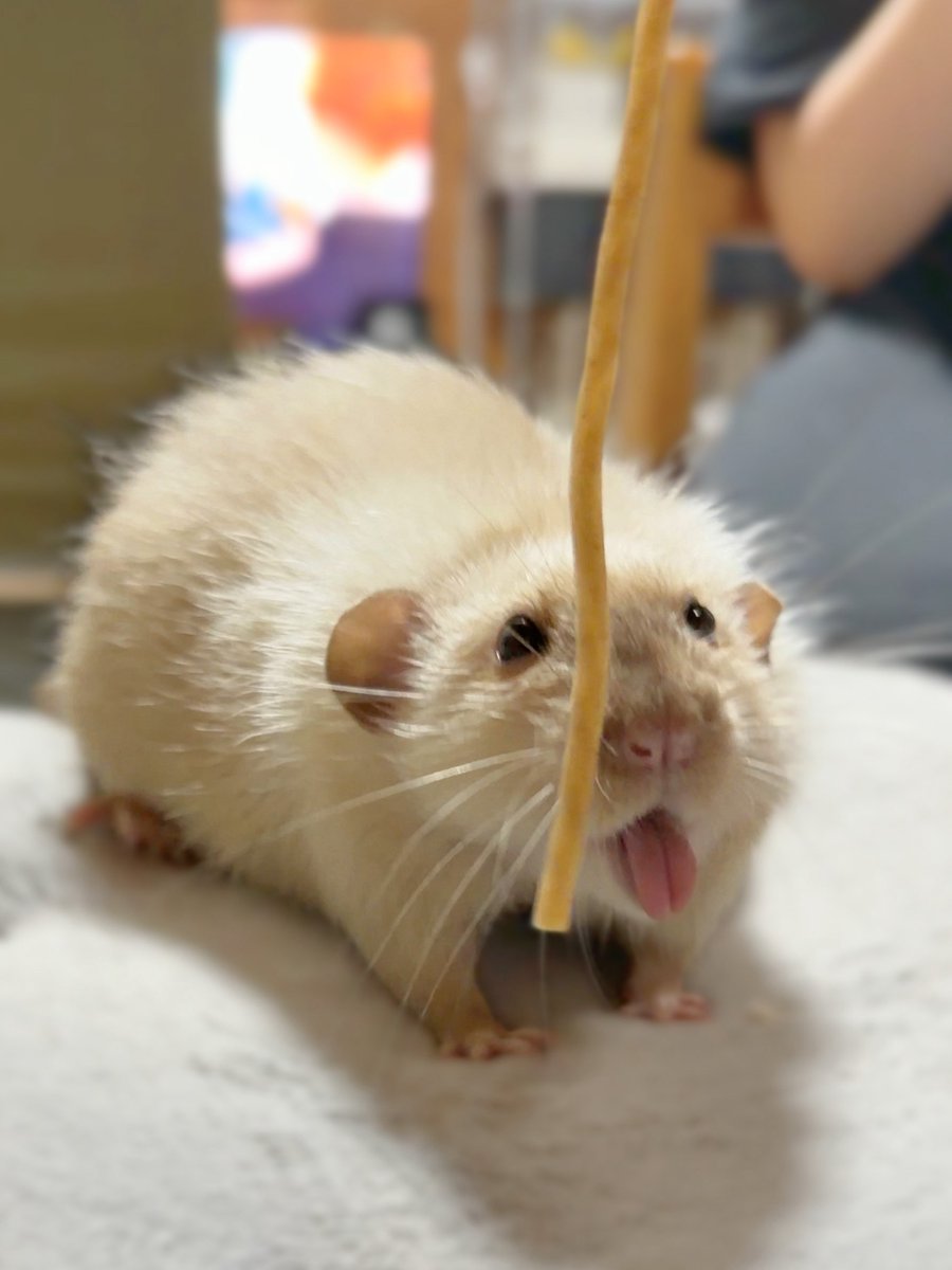 きなこ@針村🦔 tweet media