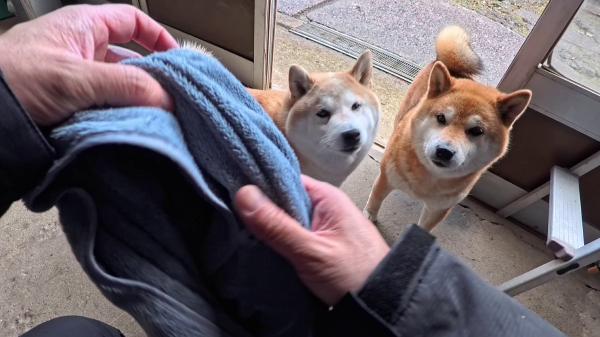 GMJpaCSCbuIDYDw's tweet image. 2026年4月18日(土) 
さあ！どんどん拭いちゃうぞ！あつまれー！
#dog #shiba #犬 #柴犬 #丸柴 #犬のいる生活 #柴犬がいる暮らし
くわしくはコチラから！
youtu.be/oJ4Q3z6cW54 
@YouTube