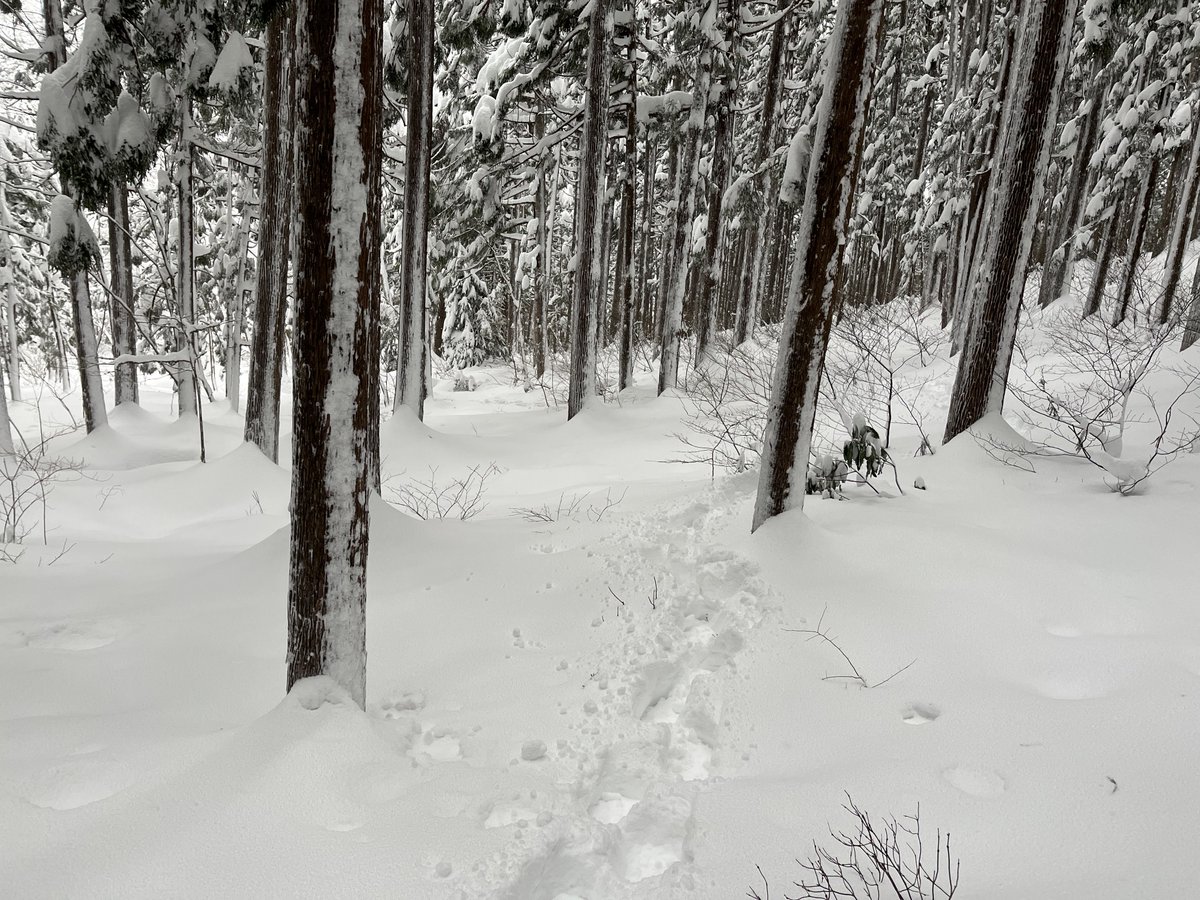 NONbe0sn0's tweet photo. @GoodAmericanMan アメリカの森は素晴らしいですね！憧れです。
日本の静かな冬の雪山も良いですよ。 https://t.co/niUdskFSHs