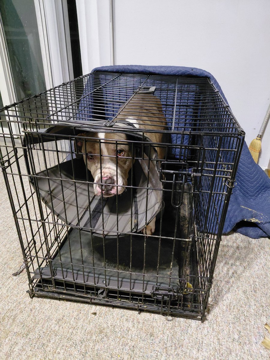 PraetorianJack tweet media