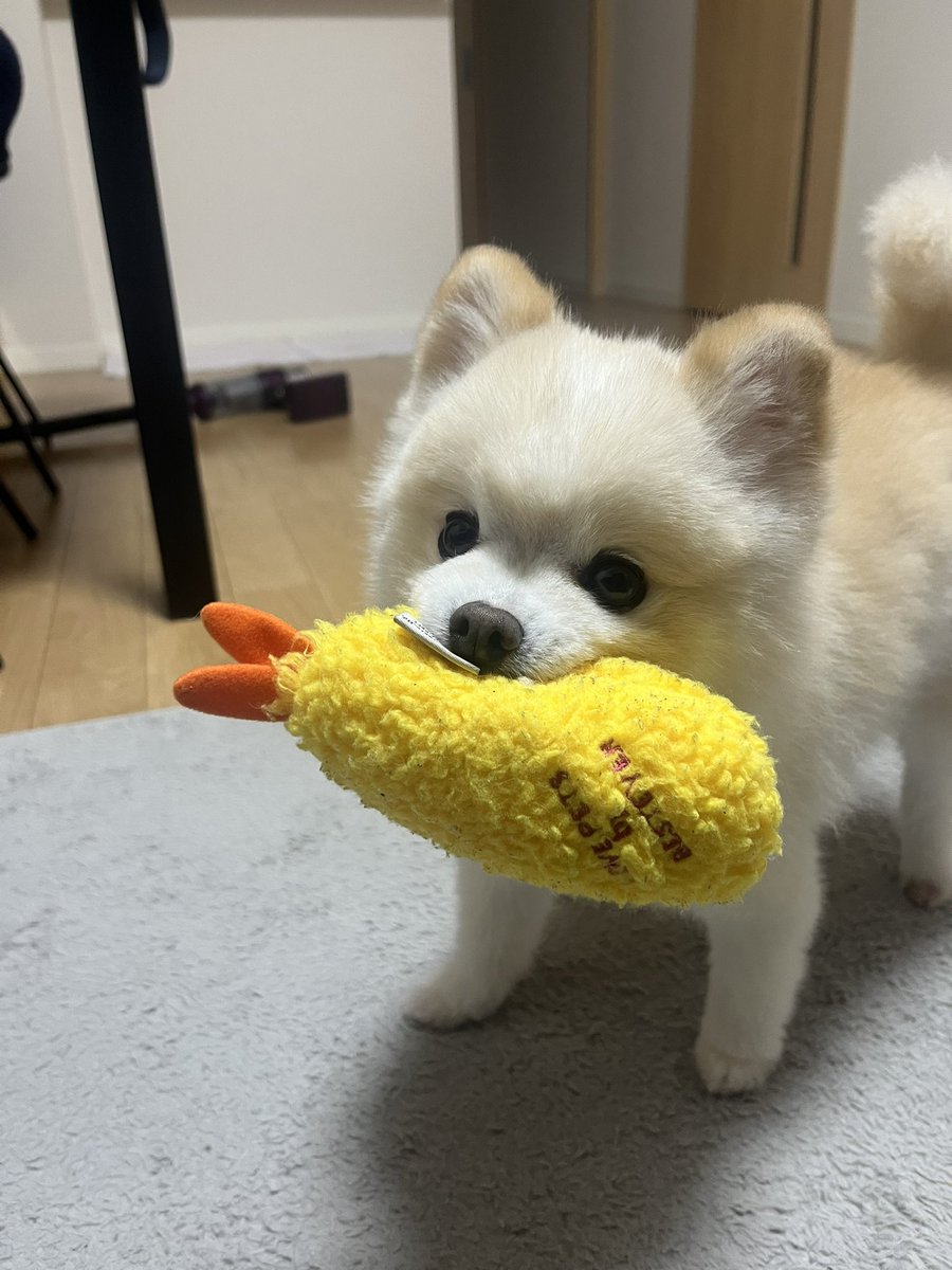 ぽんすけ大先生 tweet media