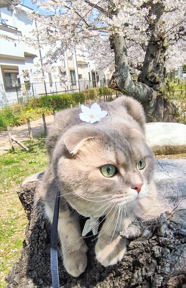 まんぼう（時々くつ下くん） tweet media