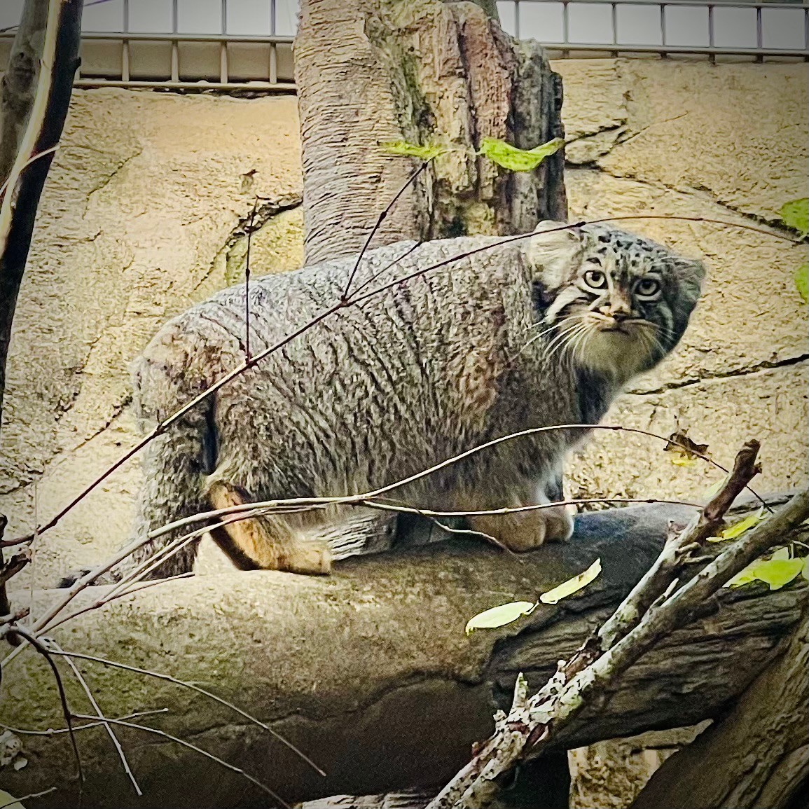 柳家 三之助 tweet media