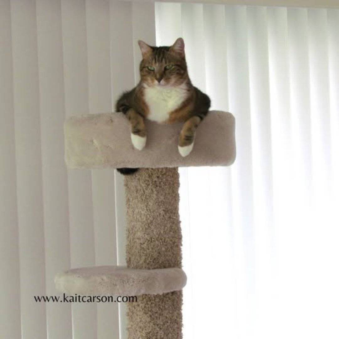 Kait Carson tweet media