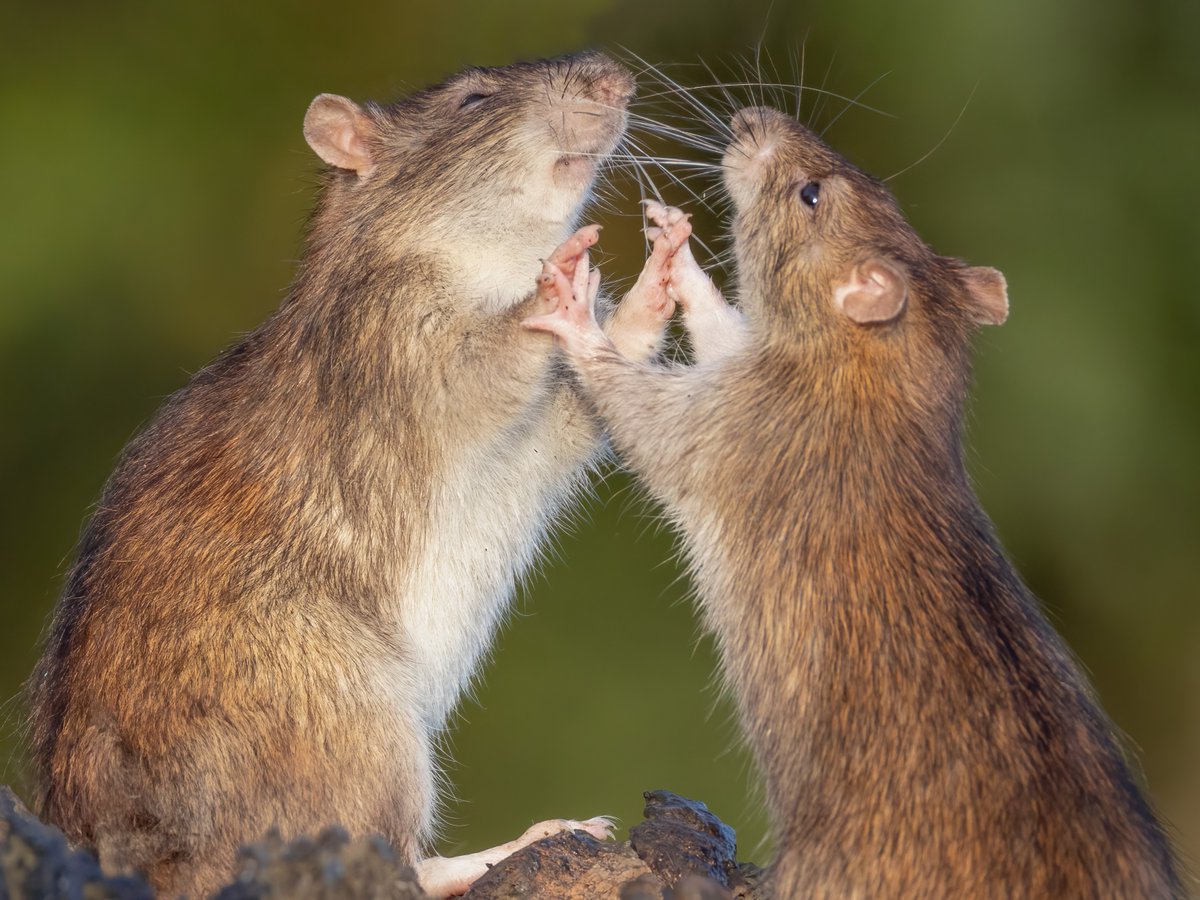 Discovery tweet media