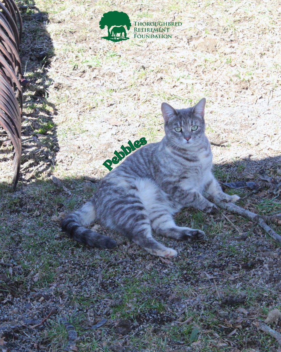 trfinc's tweet photo. Happy CATurday! 🐈 Meet Bonca and Pebbles, two of the most important members of our farm family at Wallkill Correctional. Visit our sponsorship page to support these two special barn cats and check out even more amazing members of our herd. 💚 #BarnCats #NationalSecondChanceMonth https://t.co/GKp9E2ze4F