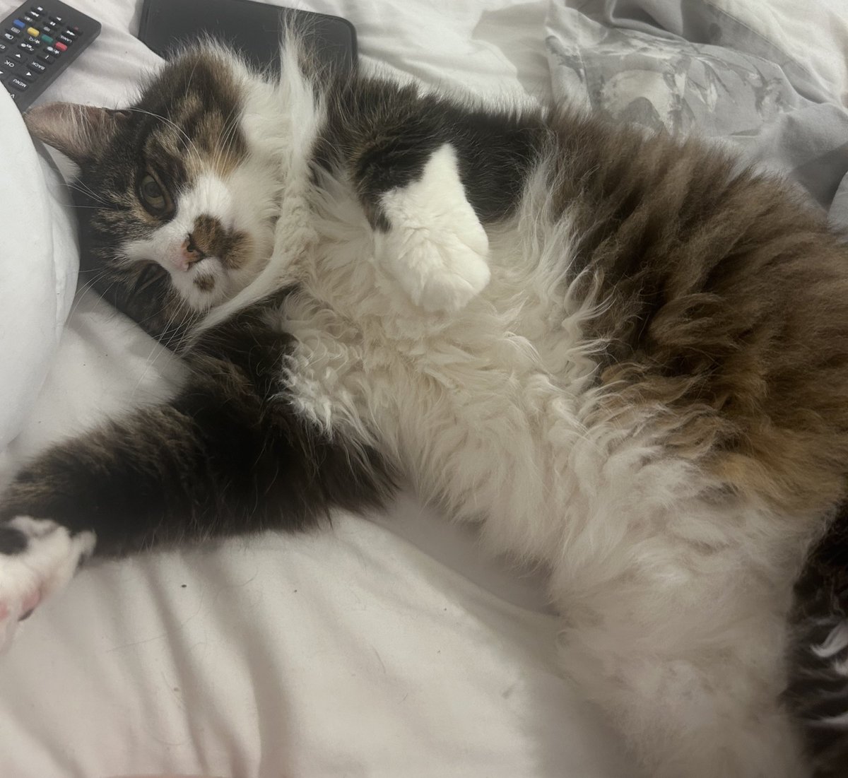 J 🌙🌹📖 tweet media