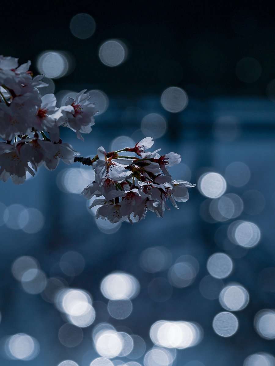 ロボはむ🐹📸 tweet media