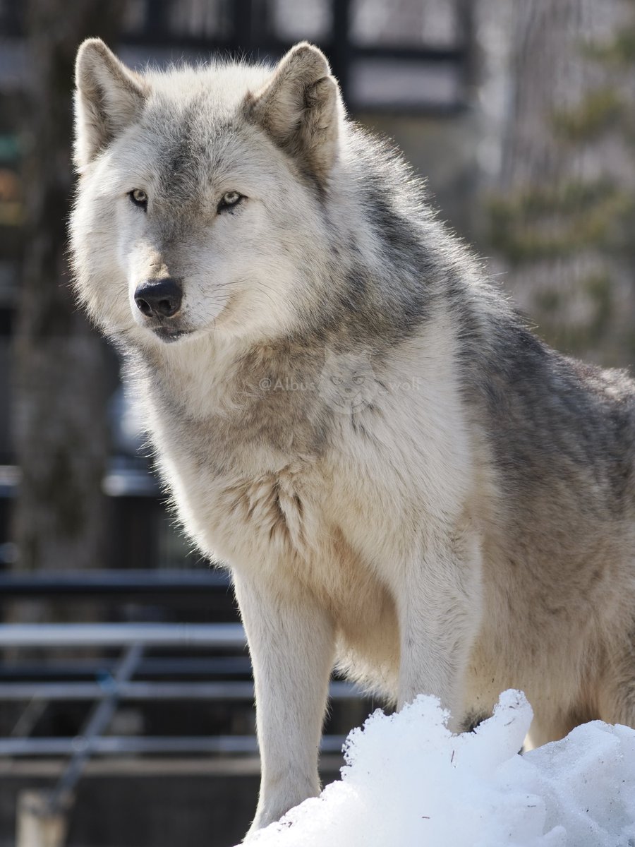 アルバス tweet media