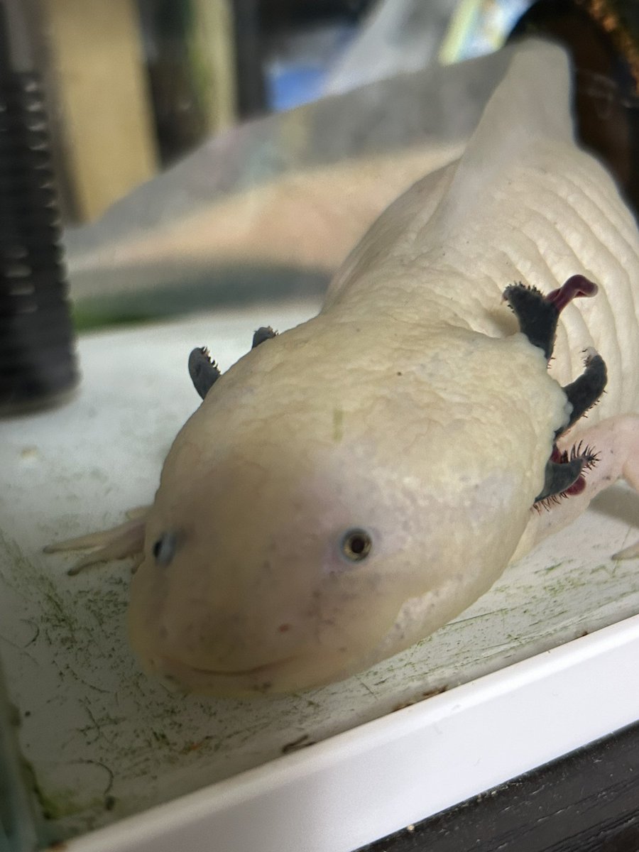 高橋 紬 元CH47-Jが好き tweet media