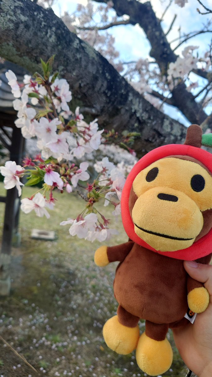 チョロルン☀️XxCHORORUNxX tweet media