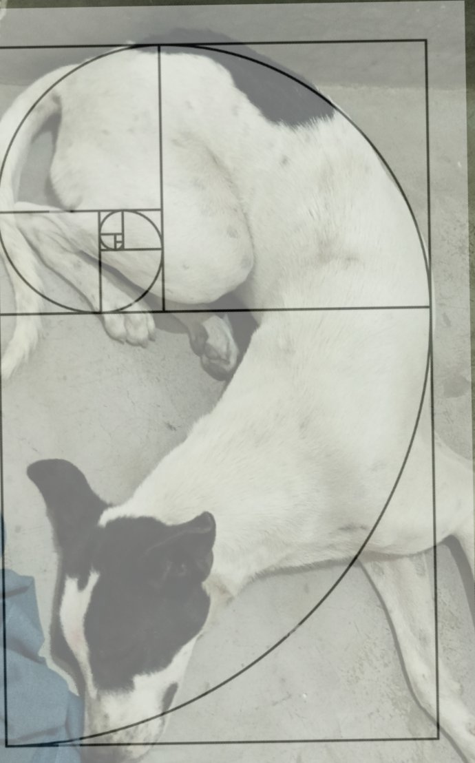 limca7o7's tweet photo. fibonacci nap https://t.co/r1qshs3ddC