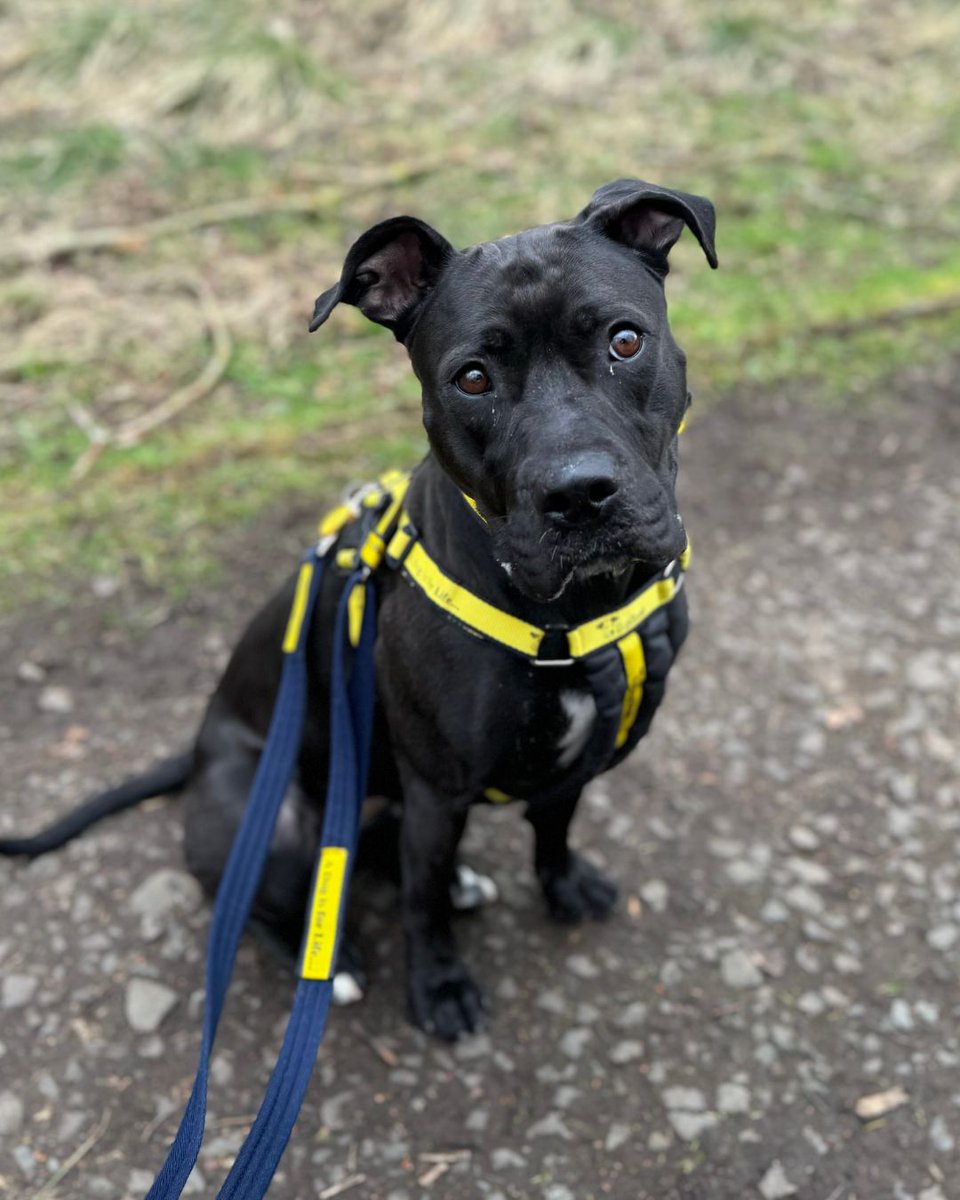Kiwi is the queen of puppy dog eyes🥹💛

This gorgeous girl is somehow still searching for her forever home. She has been living with her amazing foster family for sometime now and has been described as the pawfect house guest⭐

Kiwi loves to let off steam in a secure field as