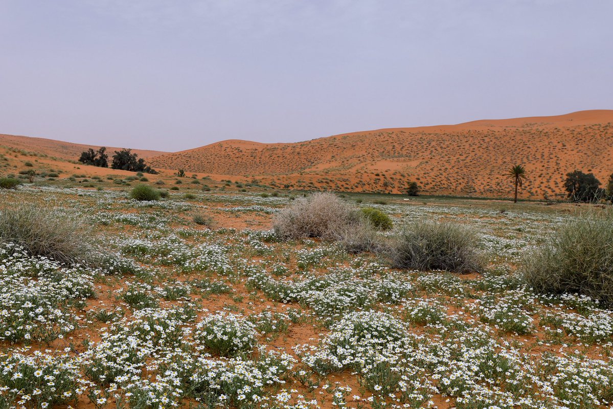 عبدالله البرغش (الجنوبي 2000) tweet media
