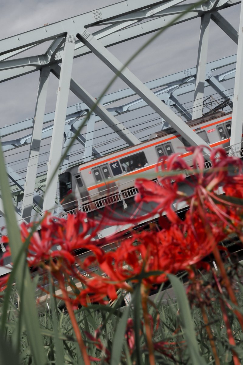 キヤ派の tweet media