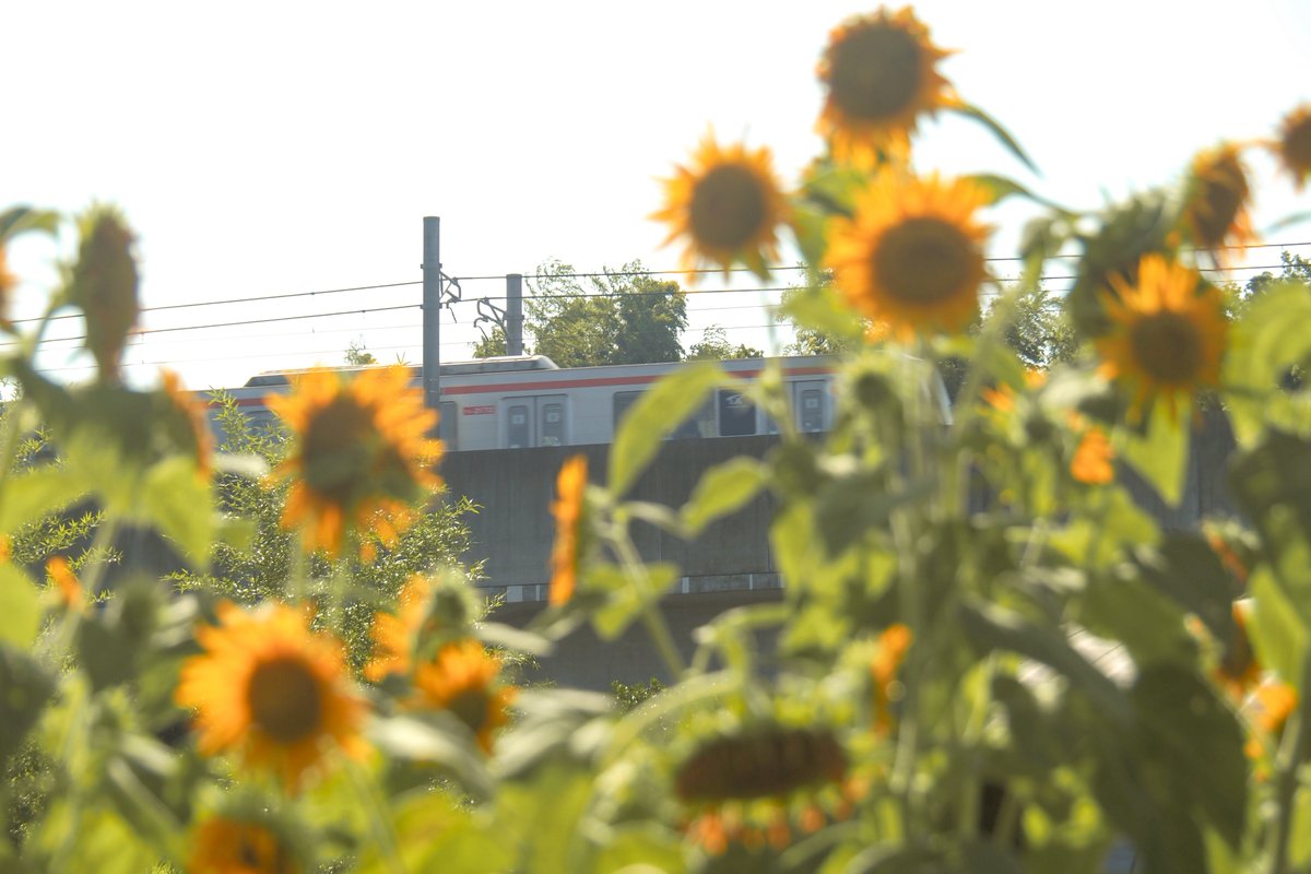 キヤ派の tweet media