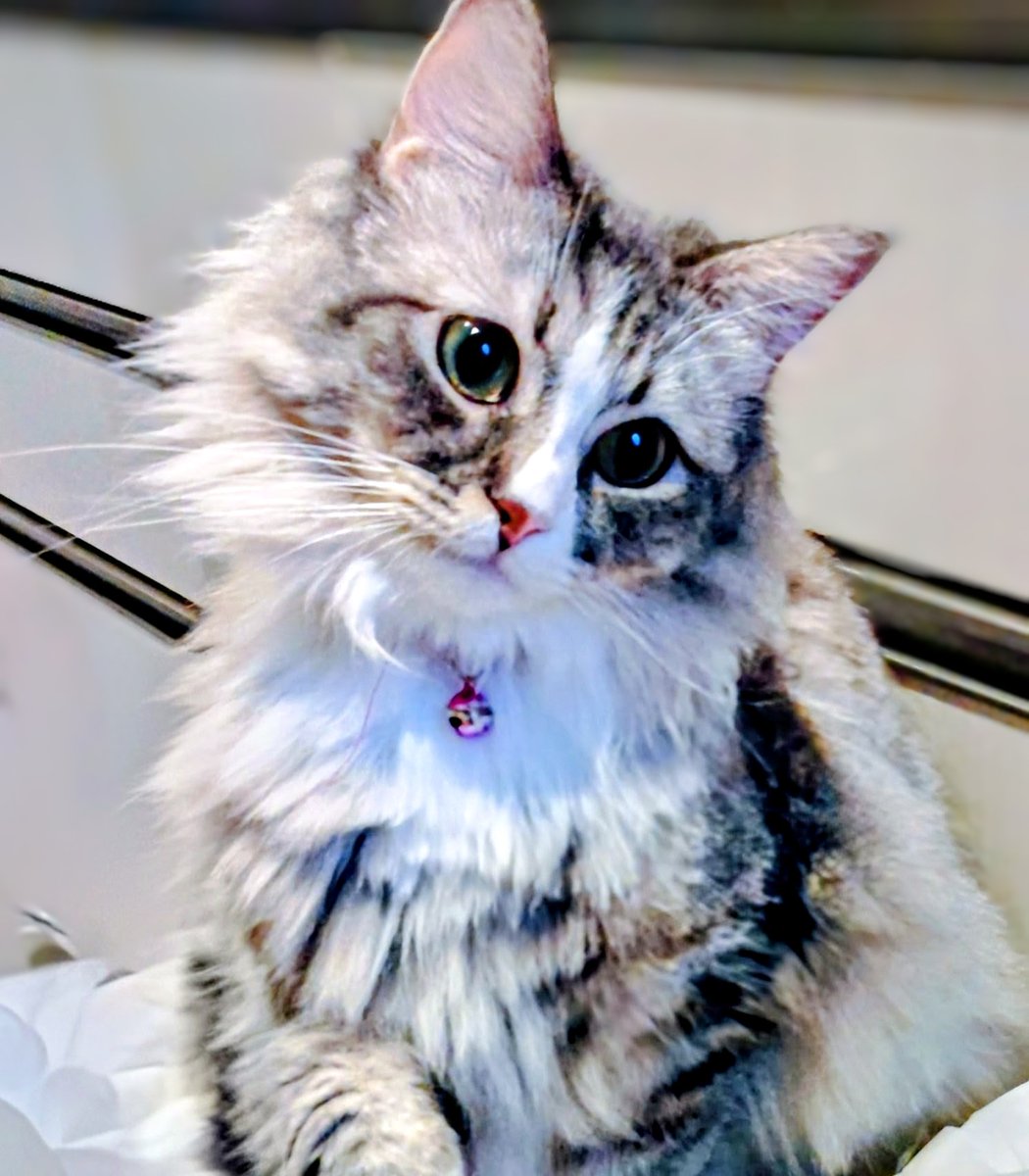 mochiko姉の憂鬱 tweet media