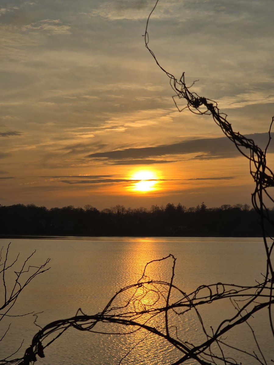 birdsong tweet media