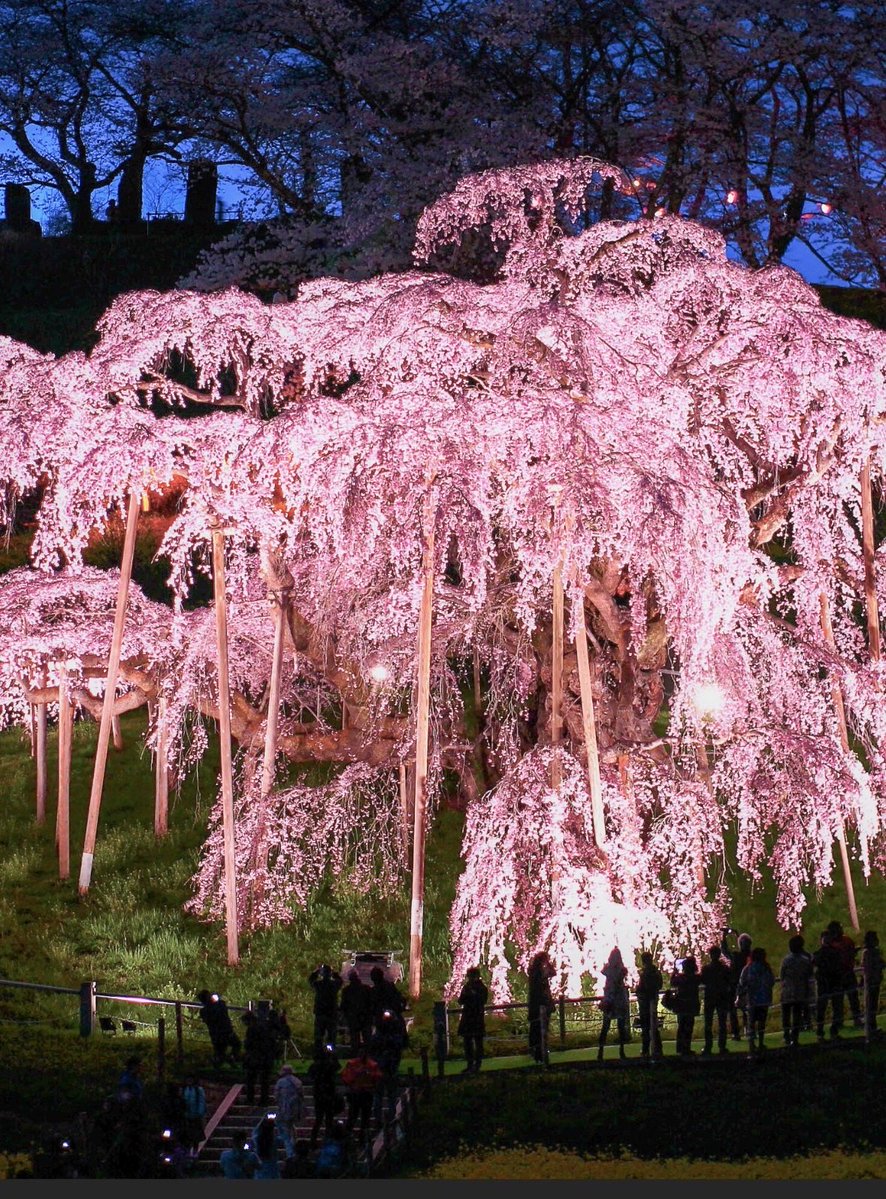 リスペリ丼 tweet media