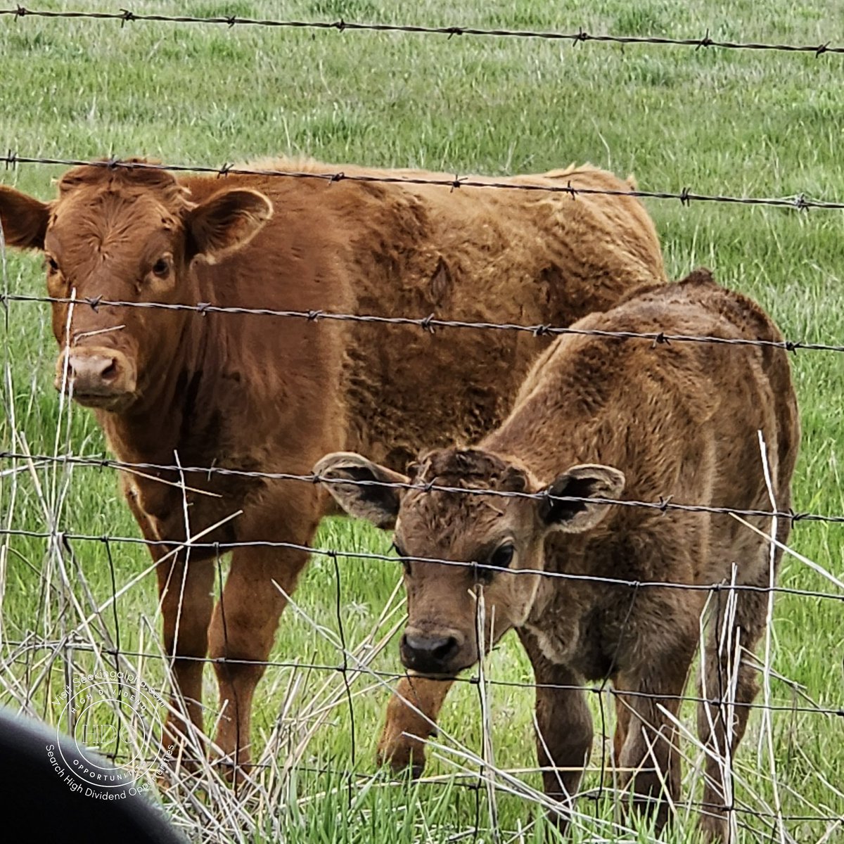 High Dividend Opportunities tweet media