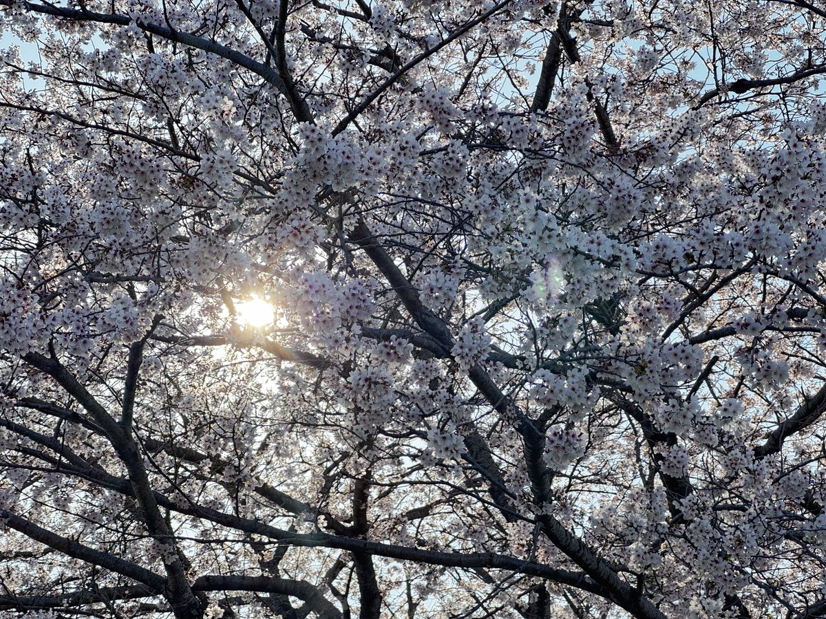 RX_jun tweet picture