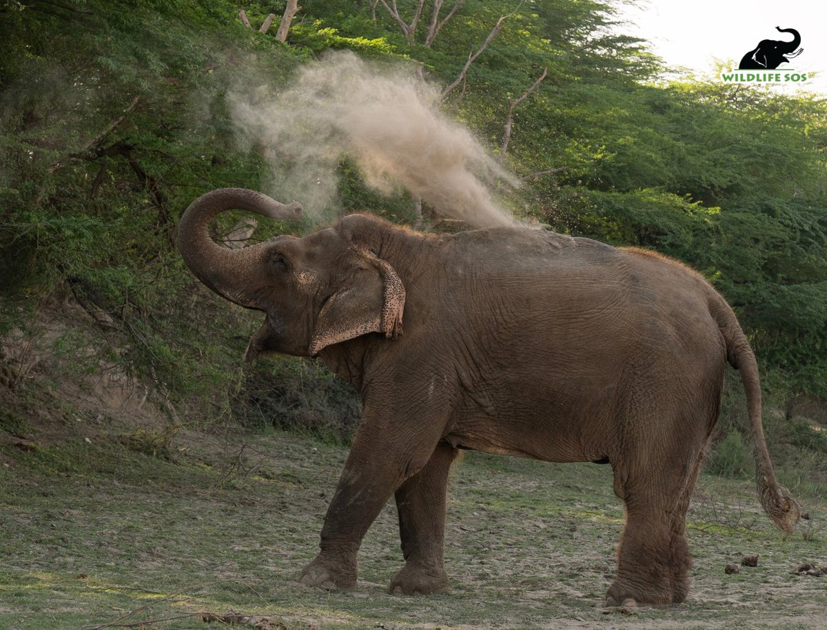 Wildlife SOS tweet media