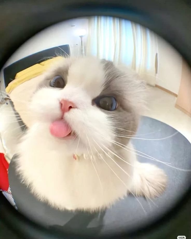 labelle🎀 tweet media