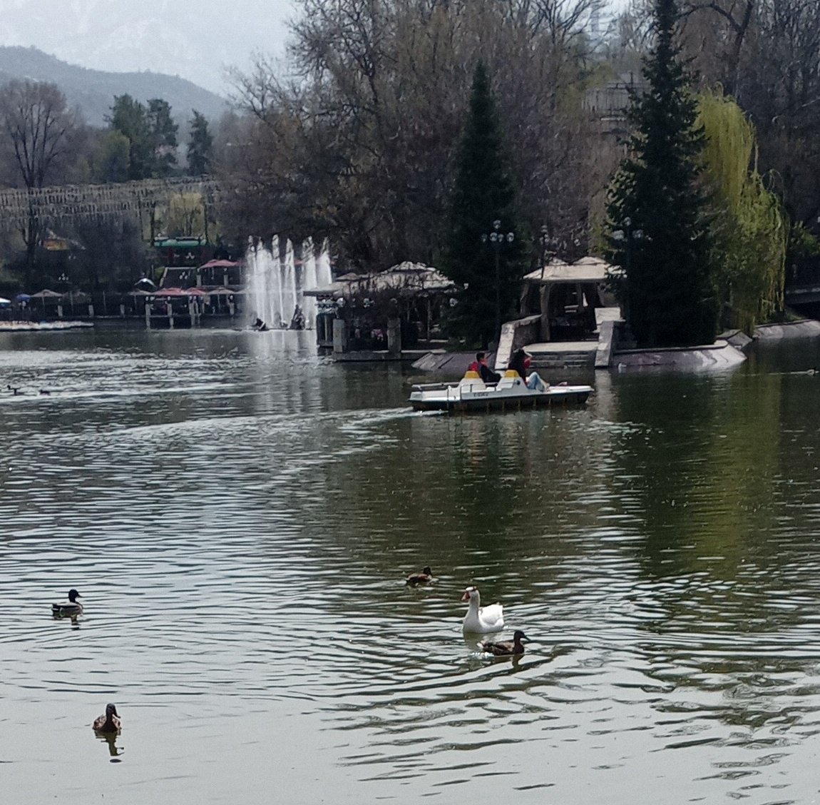 В Центральном парке к уткам добавился Гусь, плавает один.