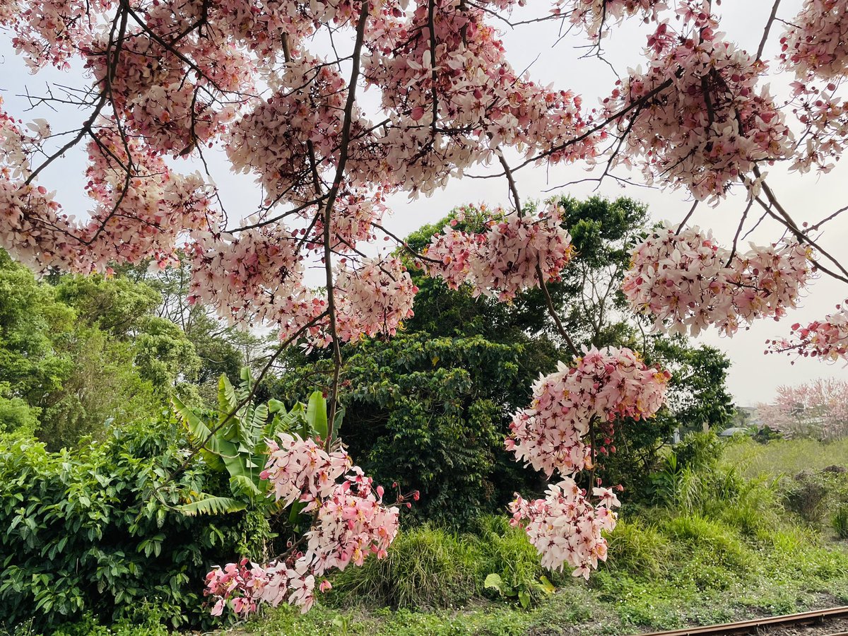 Kevin Li tweet media