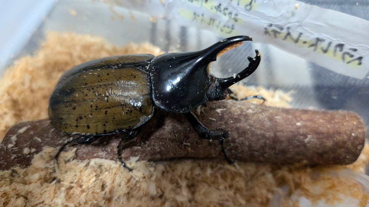 趣味で生きる新潟のリス🐿 tweet media